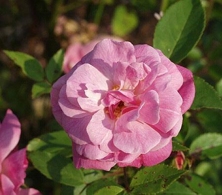 Old Blush Flower Remedy