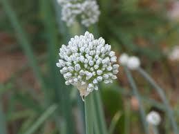 Onion Flower Remedy