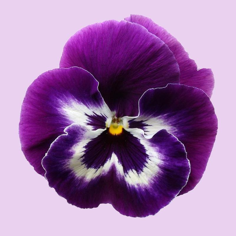 Pansy Flower Remedy