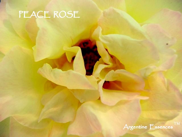 Peace Rose Flower Remedy