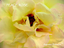 Load image into Gallery viewer, Peace Rose Flower Essence
