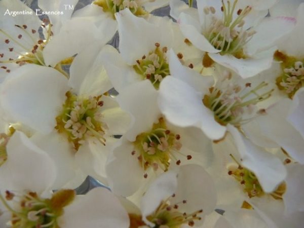 Argentinian " Pelusa" Essence Remedy