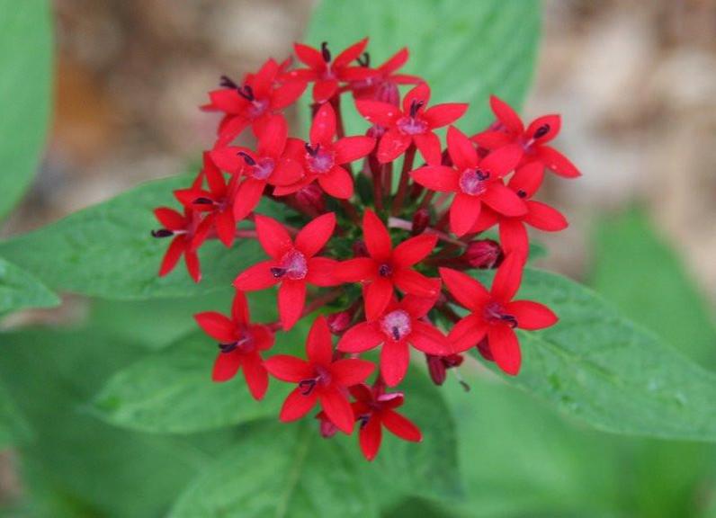 Penta flower Remedy