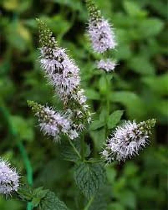 Peppermint flower essence