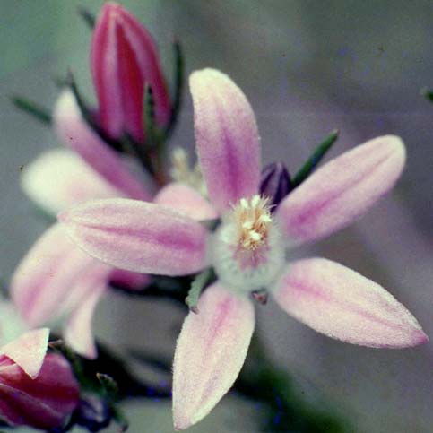 Philotheca Flower Remedy