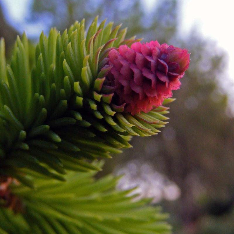Pine flower essence