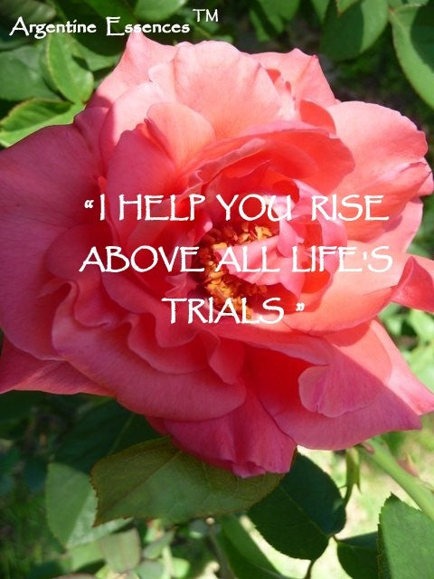 Pink Rose Flower Essence  Remedy