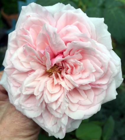 Pink Rose Flower Essence