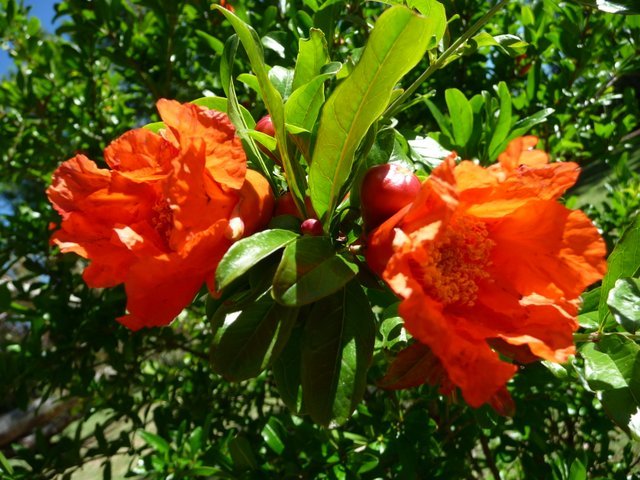 Pomegranate Flower Remedy