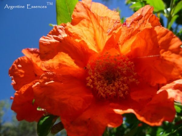 Pomegranate Flower Remedy