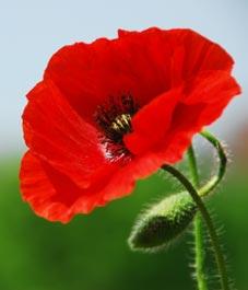 Poppy (Texas) Flower Remedy