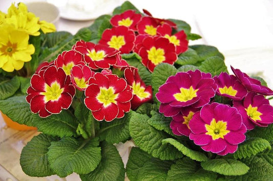Primrose Flower Remedy