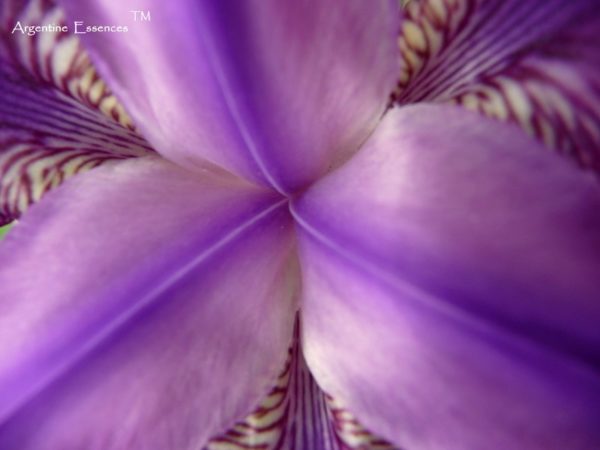 Purple Iris Flower Remedy