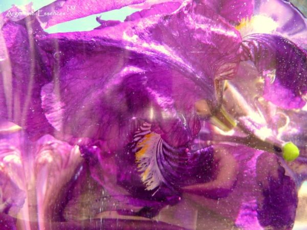 Purple Iris Flower Essence