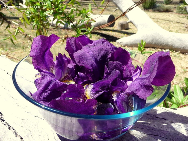 Purple Iris Flower Essence