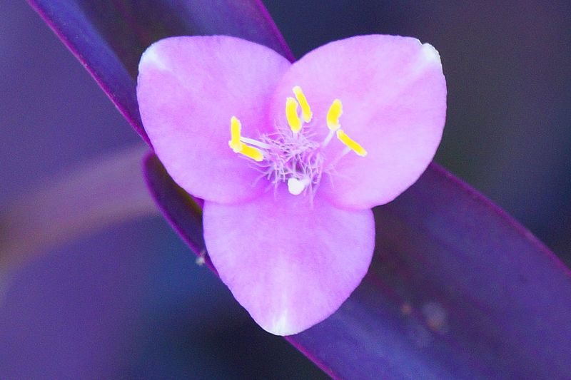 Wandering Jew Flower Remedy