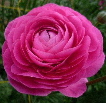 Ranunculus Flower Essence