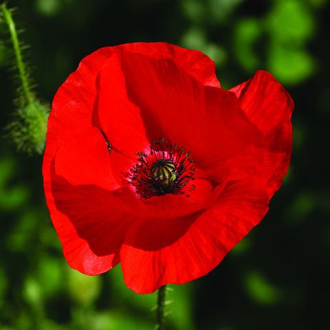Poppy (Texas) Flower Remedy