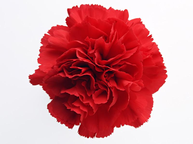 Red Carnation Flower Remedy