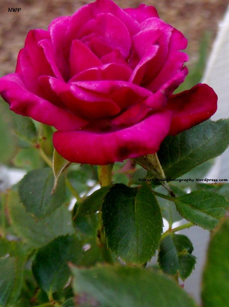 Red Rose Madame Isaac Pereire