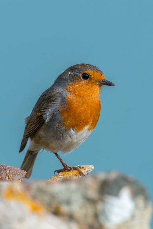 Robin Essence Vibrational Remedy