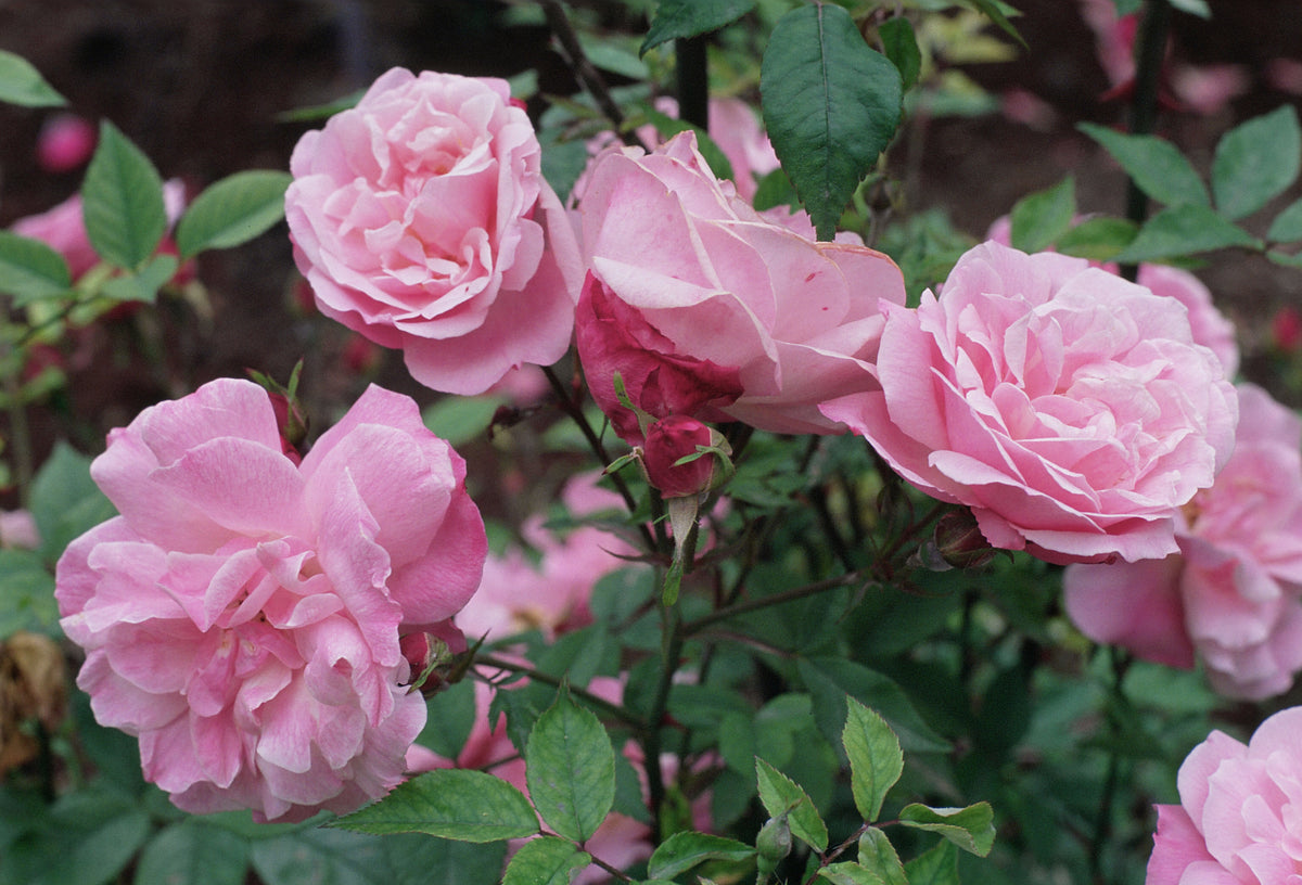 Old Blush Flower Remedy