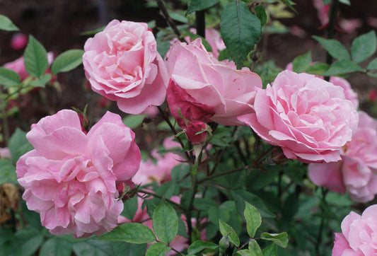 Old Blush Flower Remedy