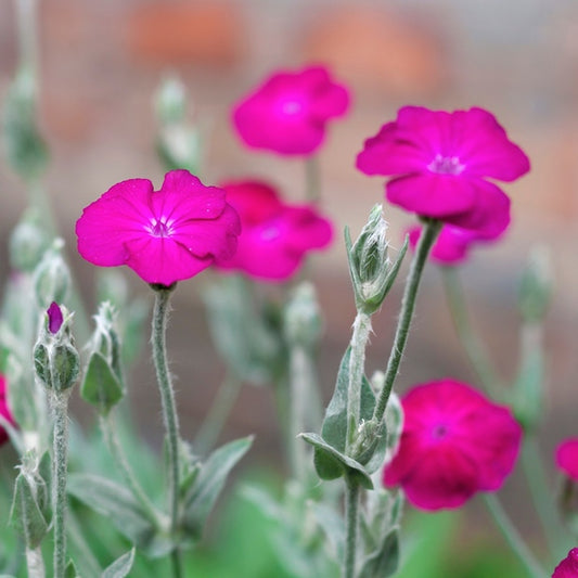 Rose Campion Flower Essence