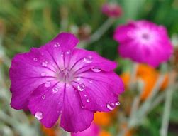 Rose Campion Flower Essence