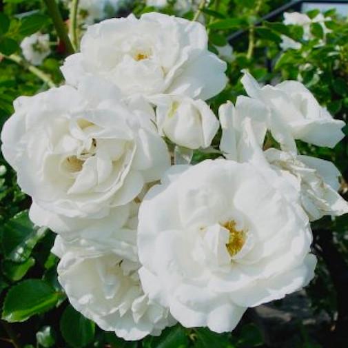 Alfredo de Damas Flower Remedy