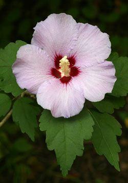 Rose of Sharon Flower Remedy