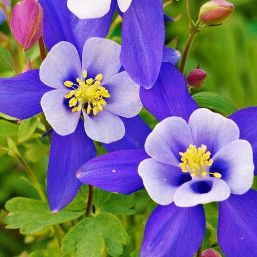 Aquilegia Columbine Flower Remedy