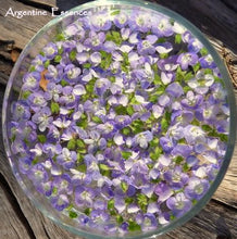 Load image into Gallery viewer, Speedwell Flower Essence
