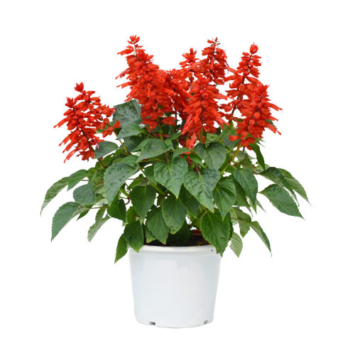 Salvia Flower Remedy
