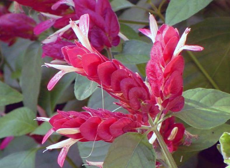 Shrimp Flower Remedy