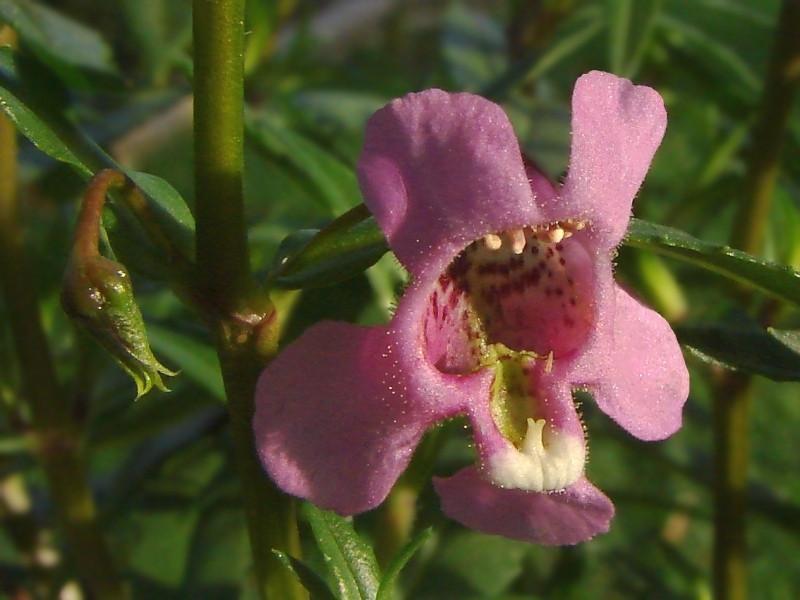 Snapdragon Flower Remedy