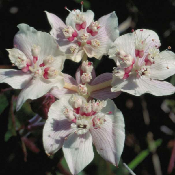 Southern Cross Flower Essence