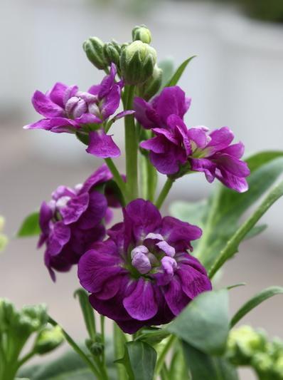 Stock Flower Remedy