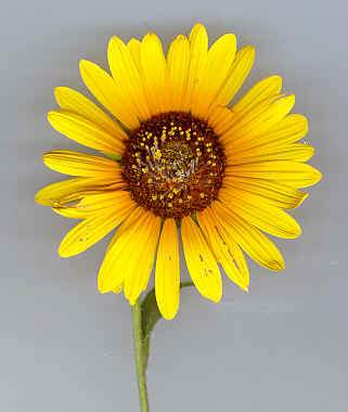 Sunflower Flower Remedy