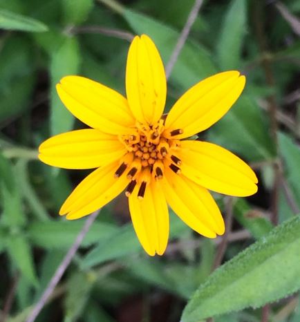 Texas Oxeye Flower Remedy