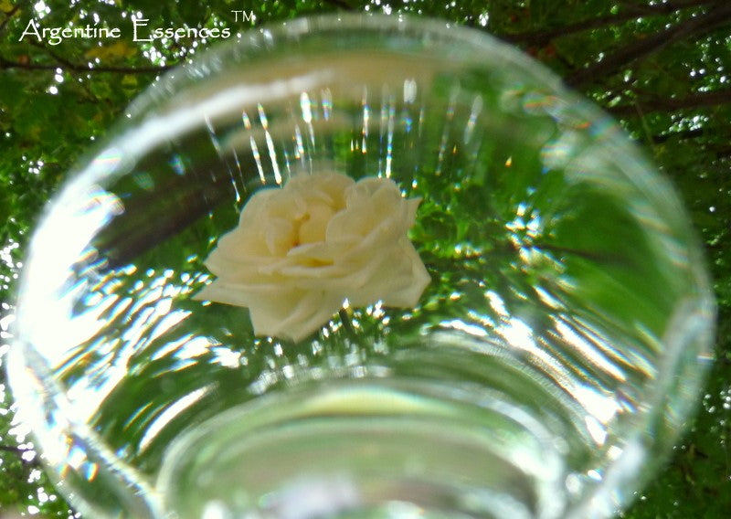 Tall White Rose Flower Remedy