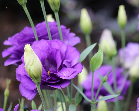 Texas Bluebell Flower Remedy