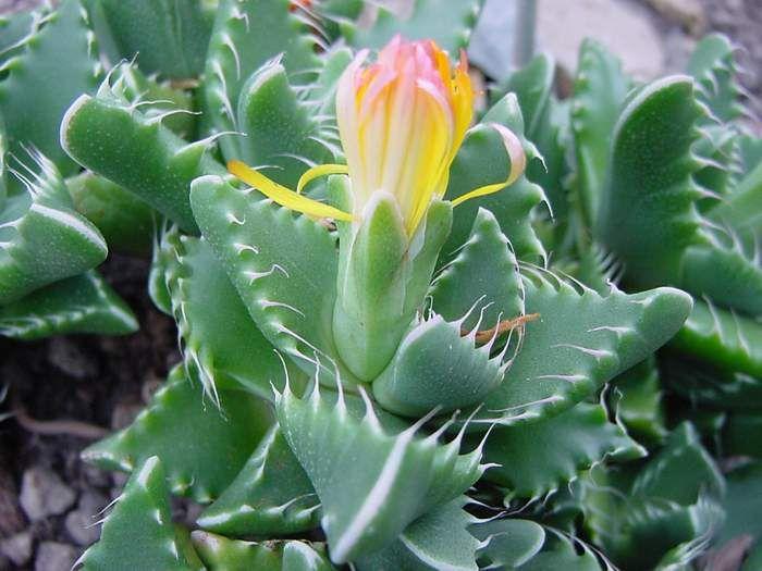 Tiger's Jaw Cactus Flower remedy