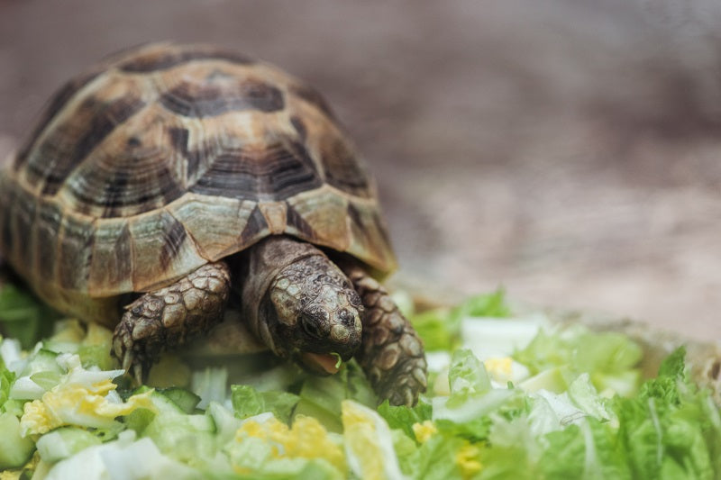 Turtle Essence Vibrational Remedy