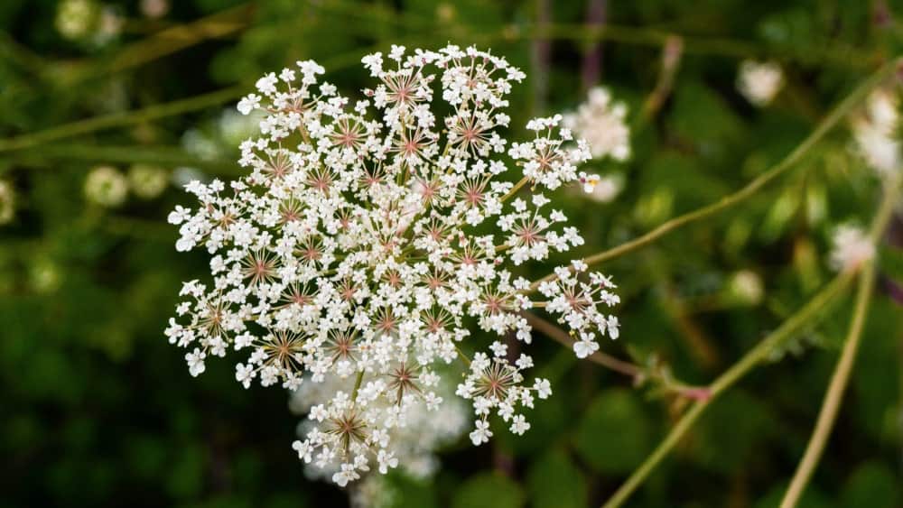 Carrot Flower Remedy