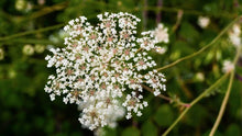 Load image into Gallery viewer, Carrot Flower Remedy
