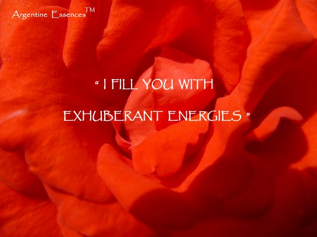 Coral Rose Flower Remedy