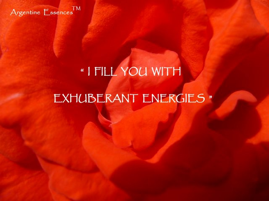 Coral Rose Flower Remedy