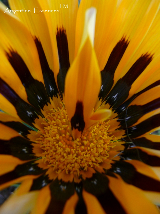Gazania with Flame Flower Remedy