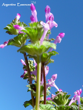 Load image into Gallery viewer, Henbit Flower Remedy
